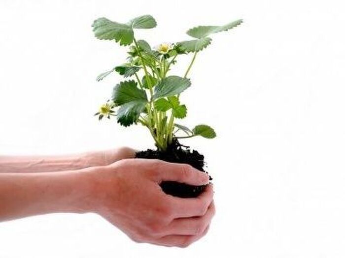 植え付け適期と準備