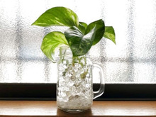 100均のジェルボールでポトスをおしゃれなハイドロカルチャーに♪