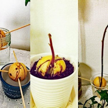 アボカドの水耕栽培に挑戦