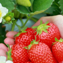 鈴なりも夢じゃない「イチゴ栽培」