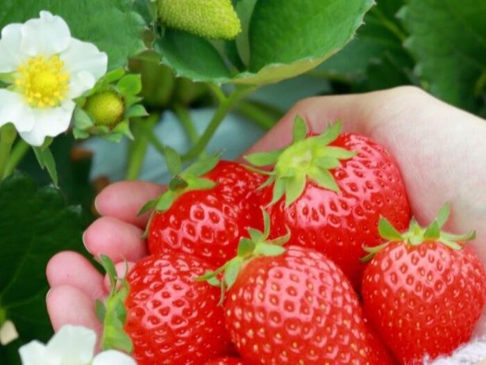 鈴なりも夢じゃない「イチゴ栽培」