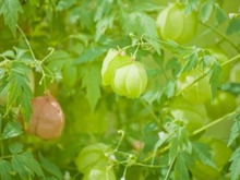 暑い季節を快適に!グリーンカーテンを育てよう