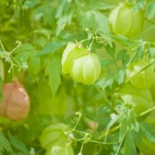 暑い季節を快適に!グリーンカーテンを育てよう