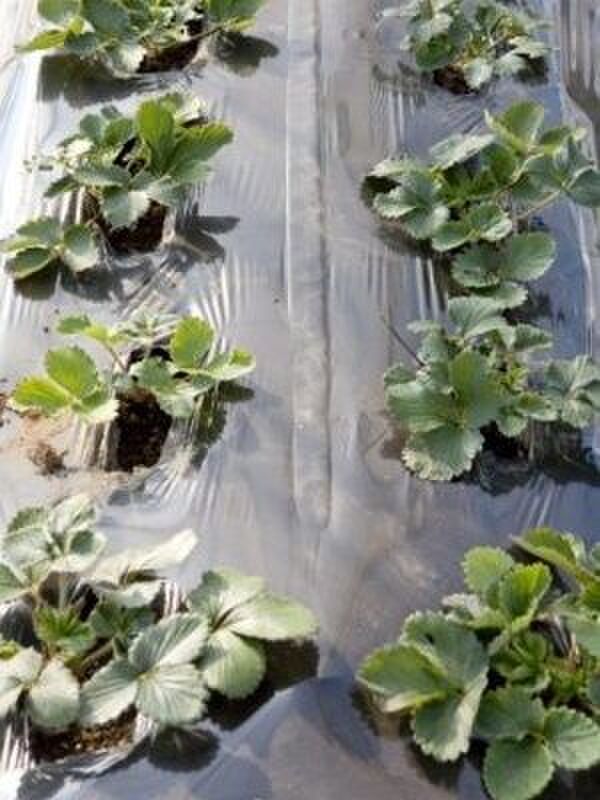 地植えの場合は