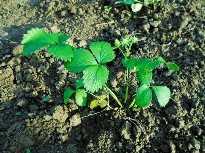 植え付けるときのコツ