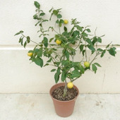 鉢植えで楽しむ「レモン(檸檬)」