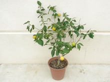 鉢植えで楽しむ「レモン(檸檬)」