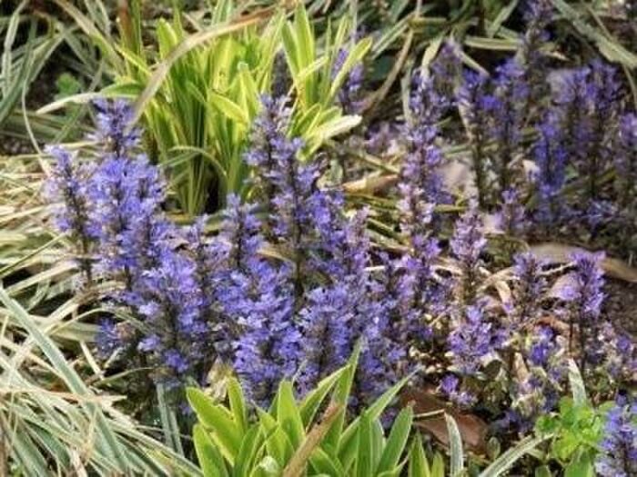 日陰で育つ草本(そうほん)