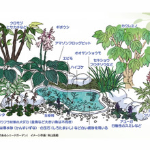 日陰でも育つ植物で素敵なお庭をデザイン