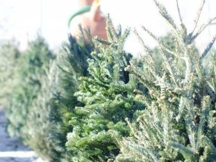 お庭でも育てられる?