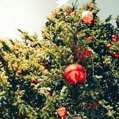 冬の主役「モミ」の楽しみかた