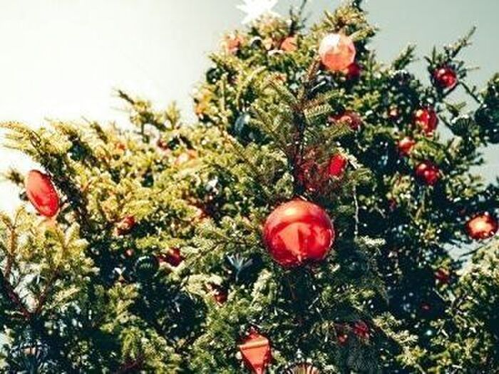 冬の主役「モミ」の楽しみかた