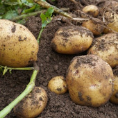 手軽にはじめる小さな家庭菜園「袋栽培」