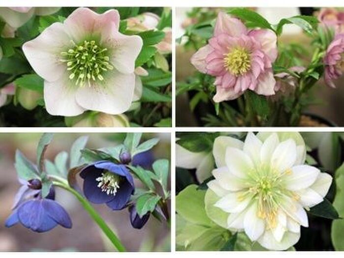 バリエーションが豊かな花姿