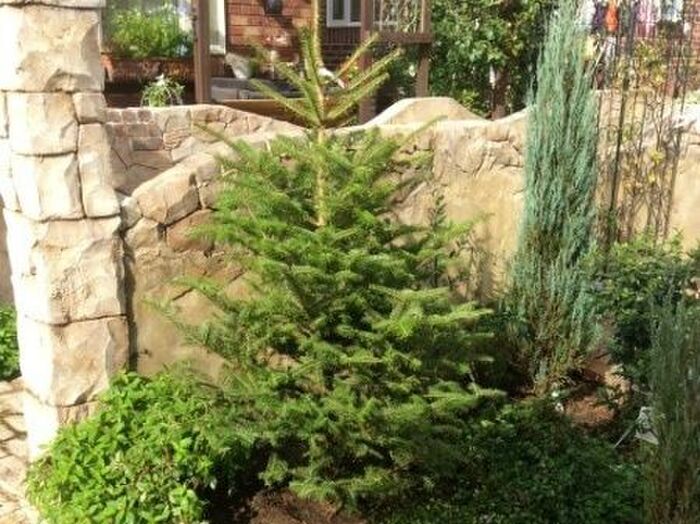 剪定で大きさの管理を