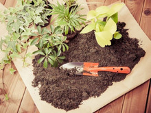 必見!観葉植物の植替えのタイミング