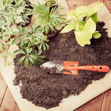 必見!観葉植物の植替えのタイミング