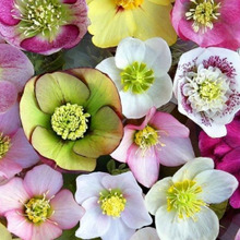 冬の庭を彩る大人気の「クリスマスローズ」