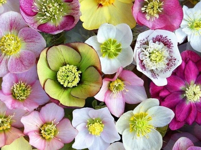 冬の庭を彩る大人気の「クリスマスローズ」