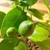 大人気!鉢植えで楽しむ「かんきつ」