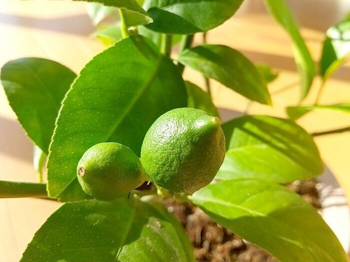 大人気!鉢植えで楽しむ「かんきつ」