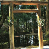 神が宿る木「サカキ(榊)」