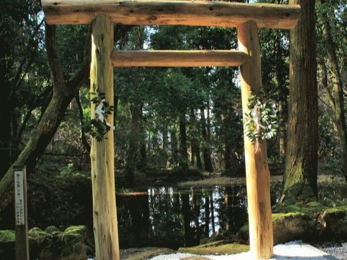 神が宿る木「サカキ(榊)」