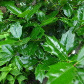 冬の魔除けに大活躍の「ヒイラギ」