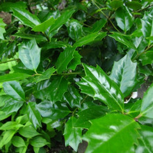 冬の魔除けに大活躍の「ヒイラギ」