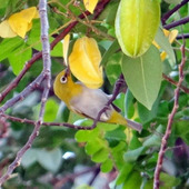 お庭にかわいい小鳥を呼ぼう!