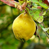 風邪予防に役立つ木「カリン(花梨)」