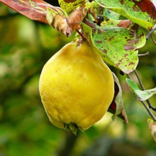 風邪予防に役立つ木「カリン(花梨)」
