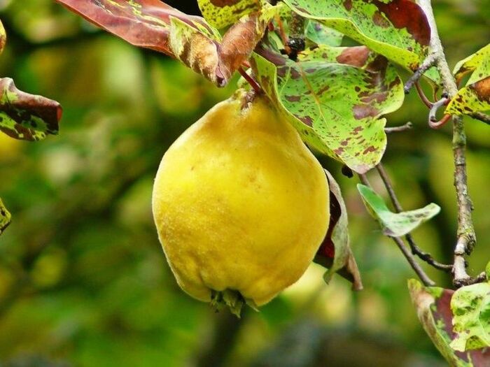 風邪予防に役立つ木「カリン(花梨)」
