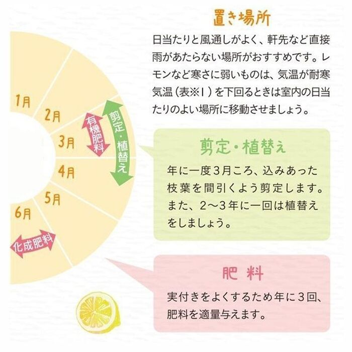 はじめてみよう!鉢植えで育てるポイント