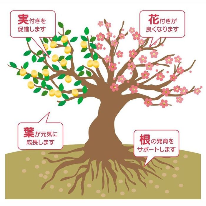 冬の落葉樹に必見!剪定と施肥