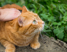 【涙あふれる猫実話】認知症の母と愛猫ぎんちゃんが紡いだ絆