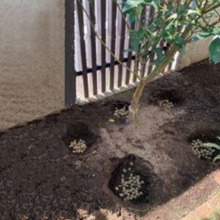 庭師黒田の「庭木にやさしい施肥(せひ )」教えます!