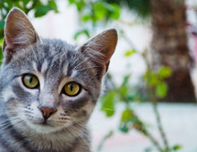 【涙あふれる猫実話】ようやく通じ合えた路地裏子猫「さくら」との早すぎる別れ