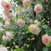 手をかけて育てたい「バラ(薔薇)」