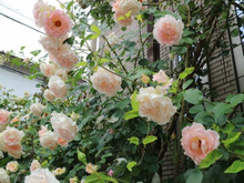 手をかけて育てたい「バラ(薔薇)」