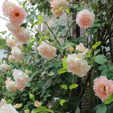 手をかけて育てたい「バラ(薔薇)」