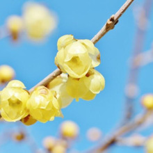 冬空に香る「ロウバイ(蝋梅)」