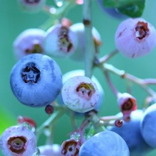 眺めて食べて二度おいしい実のなる木「ブルーベリー」