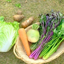 寒い時期に食べたい☆冬に旬を迎える野菜まとめ