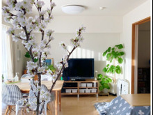 リビングに、ひと足早い春♬