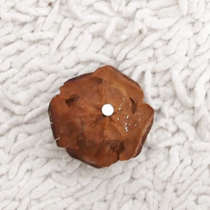 シダーローズは、根元にボンドを注入して固定し、安定の為に釘をいれました