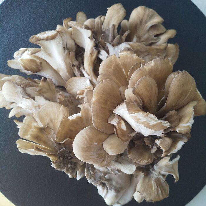 舞茸の酵素の働きを知ると料理上手になれる♡