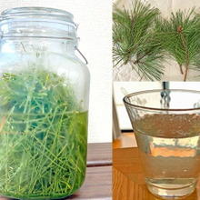 カットデザイナー(庭師)直伝 松の天然酵母サイダー