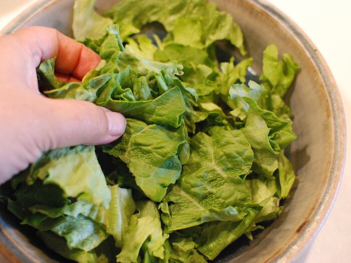 リーフレタスをちぎります