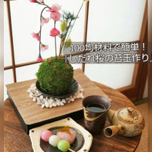 100均材料で簡単!『しだれ桜の苔玉作り』でお部屋に春が来ました♪